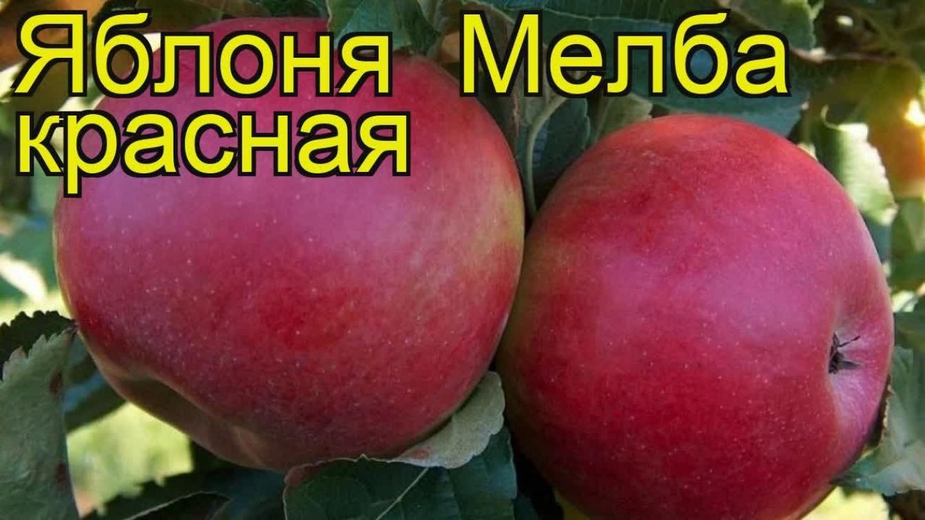 Яблоня Ред Мелба (Мельба красная) 3