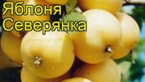 Яблоня Северянка
