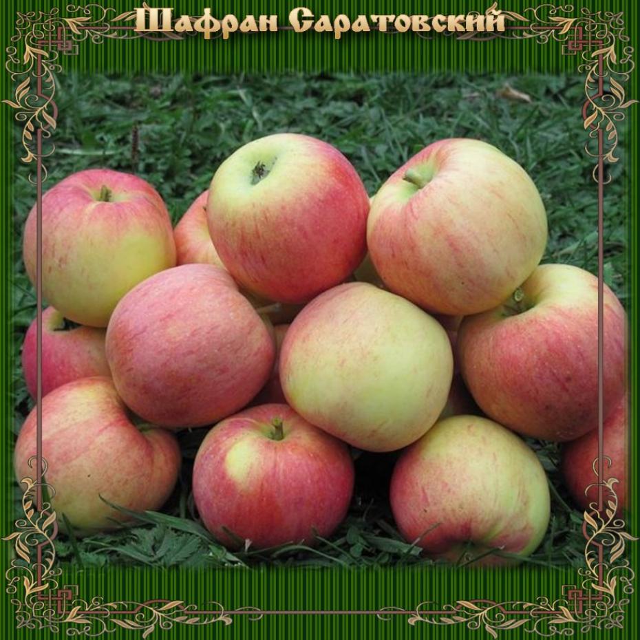 Яблоня Шафран Саратовский 2