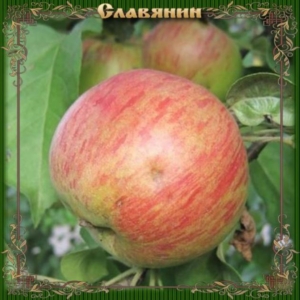 Яблоня Славянин