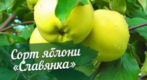 Яблоня Славянка