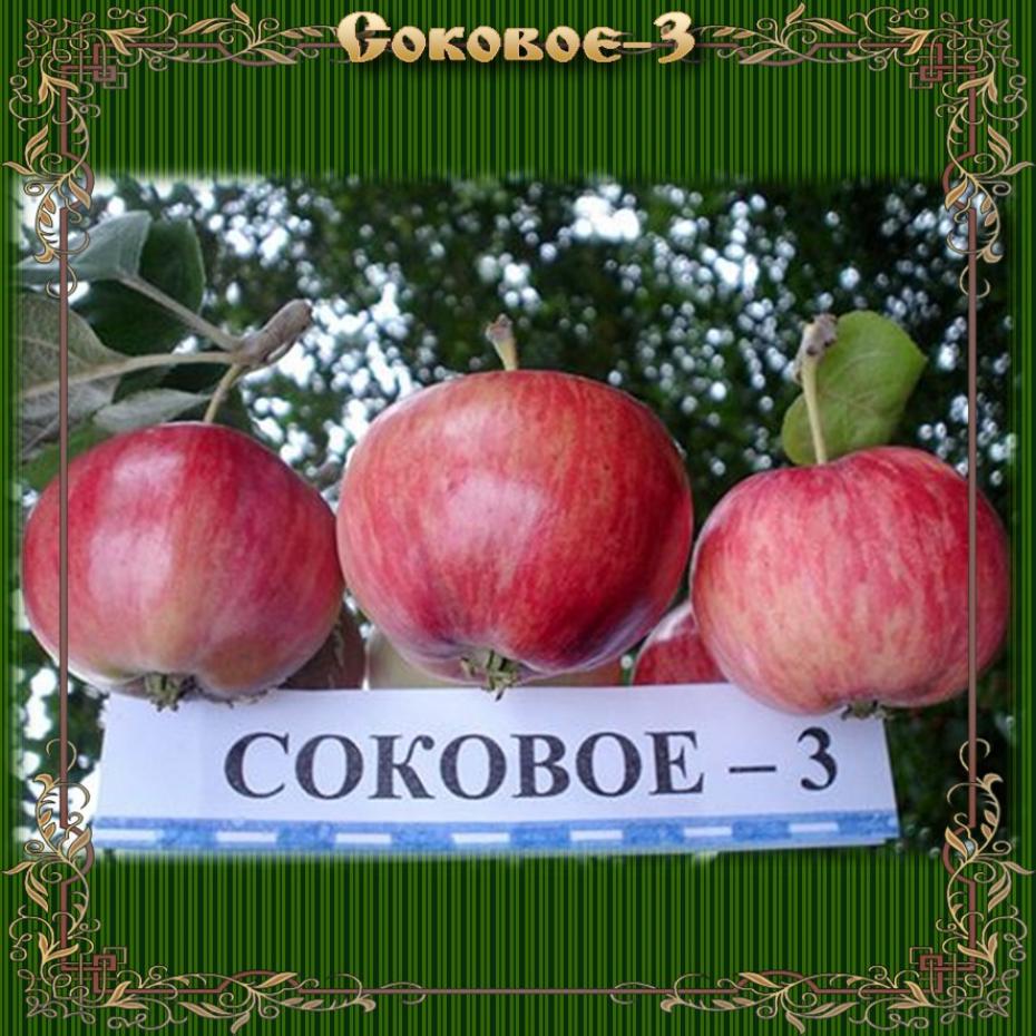 Яблоня Соковое 2