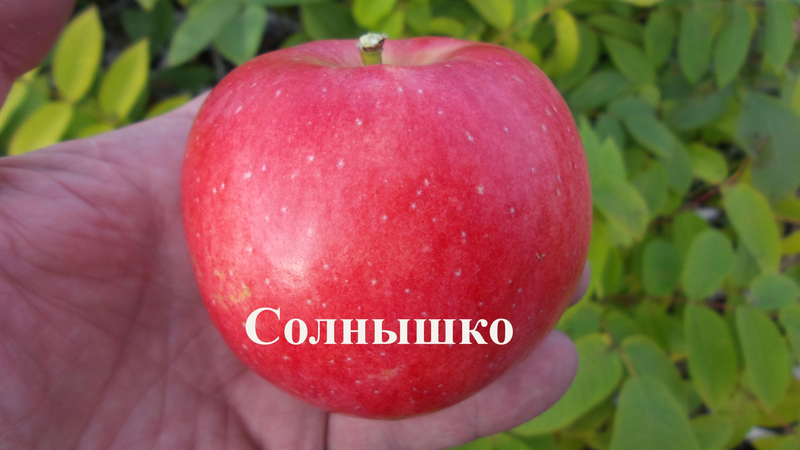 Яблоня Солнышко 3