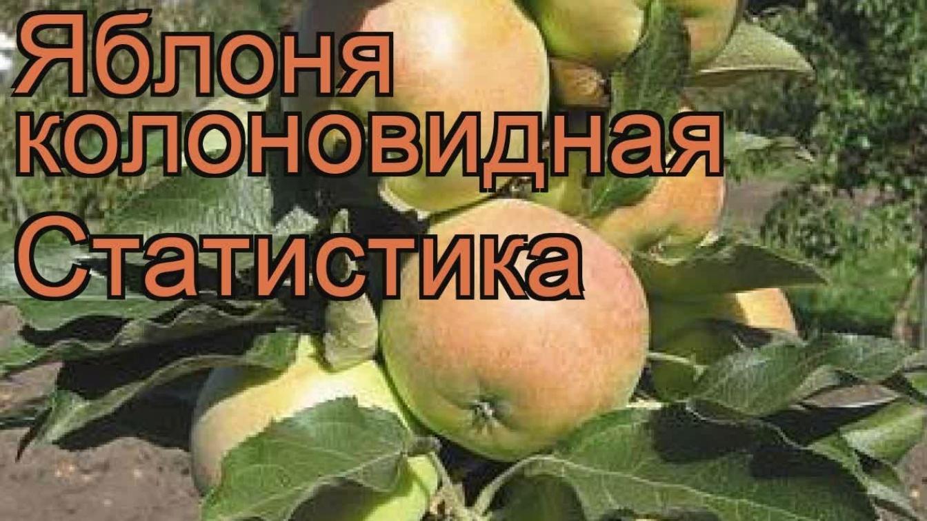 Яблоня Статистика 2