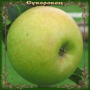Яблоня Суворовец