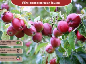 Яблоня Тамара