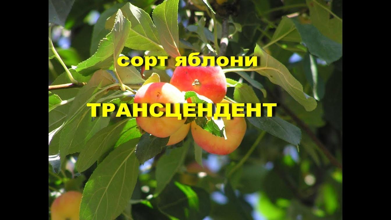 Яблоня Трансцендент 3