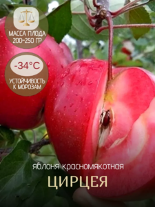Яблоня Цирцея