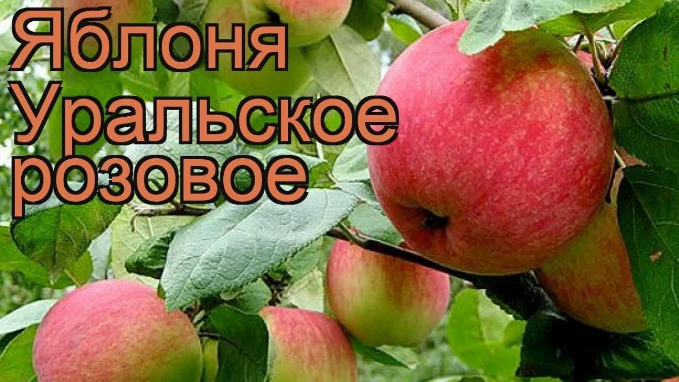 Яблоня Уральское Розовое 2