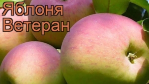 Яблоня Ветеран