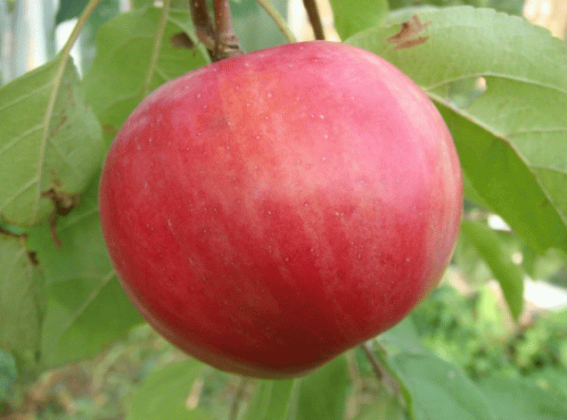 Яблоня Желанное