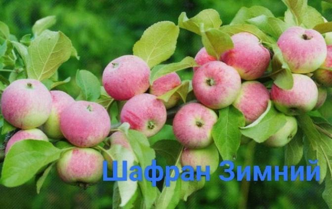 Яблоня Зимний Шафран 4