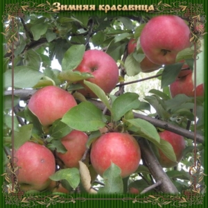 Яблоня Зимняя красавица