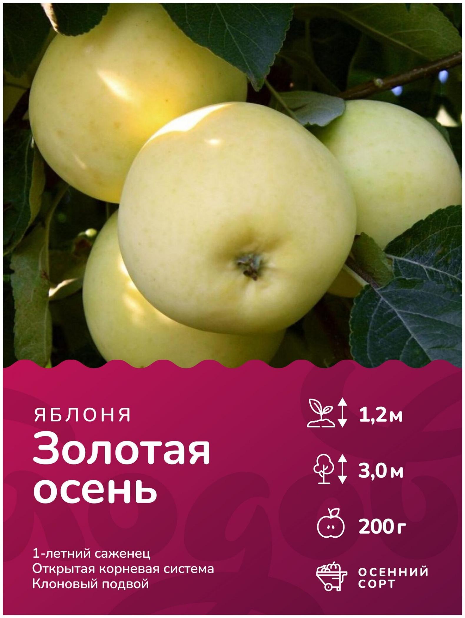 Яблоня Золотая осень 3