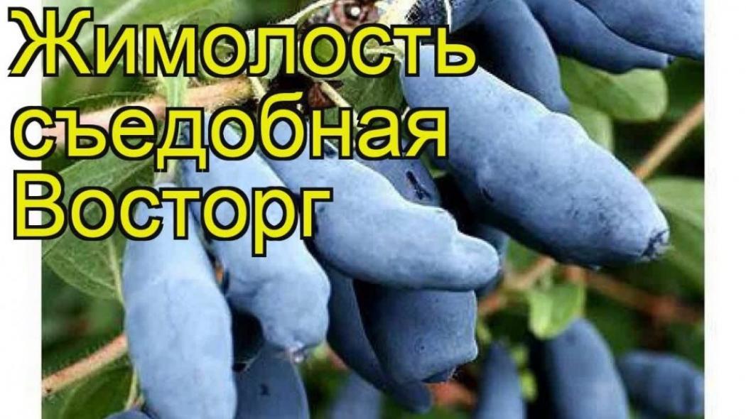 Жимолость Восторг 2