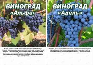 Виноград Адель