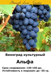 Виноград Альфа