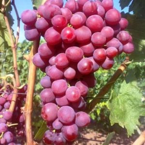 Виноград Алиса в Стране Чудес