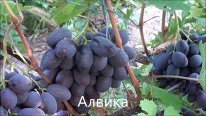 Виноград Алвика