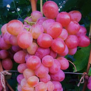 Виноград Анюта