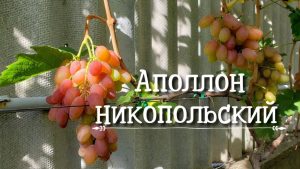 Виноград Аполлон Никопольский
