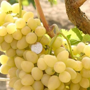 Виноград Аркадия (Настя)