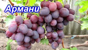 Виноград Армани