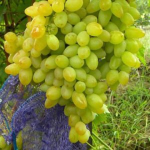 Виноград Арсеньевский