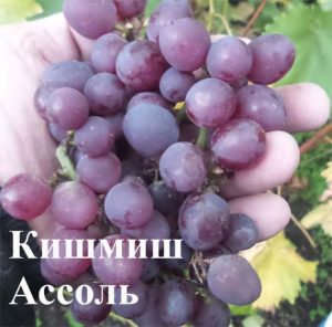 Виноград Ассоль