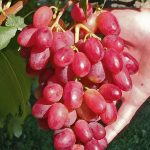 Вопрос про Виноград Басанти