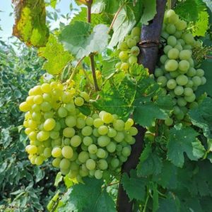 Виноград Башкирский Изумруд