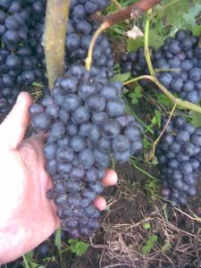 Виноград Бастардо магарачский
