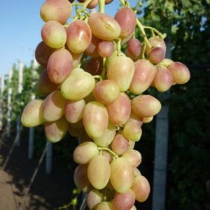 Виноград Бийская Роза