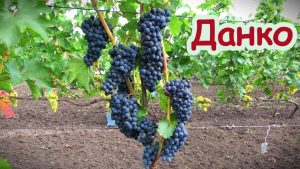 Виноград Данко