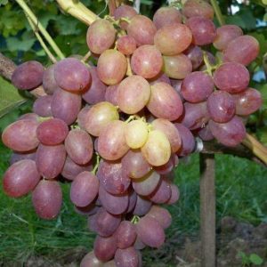 Виноград Донские зори