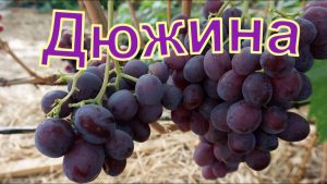 Виноград Дюжина