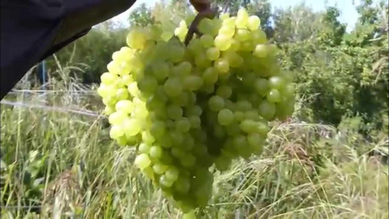 Виноград Эдна