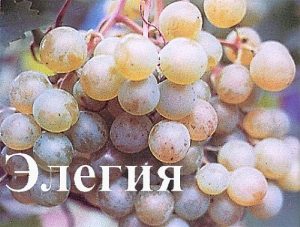 Виноград Элегия
