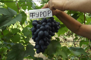 Виноград Фурор