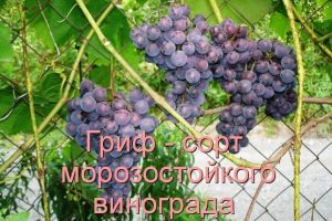Виноград Гриф