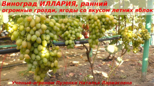 Виноград Иллария