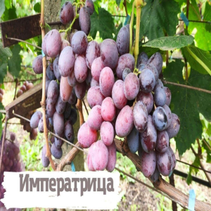 Виноград Императрица