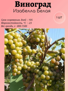 Виноград Изабелла Белая
