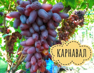 Виноград Карнавал