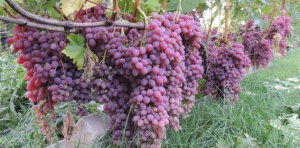 Виноград Кишмиш Лучистый