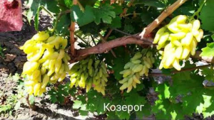 Виноград Козерог