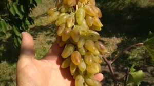 Виноград Леди Патриция