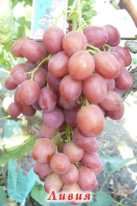 Виноград Ливия