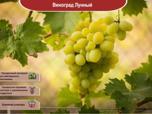 Виноград Лунный