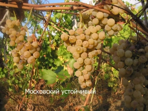 Виноград Московский Устойчивый